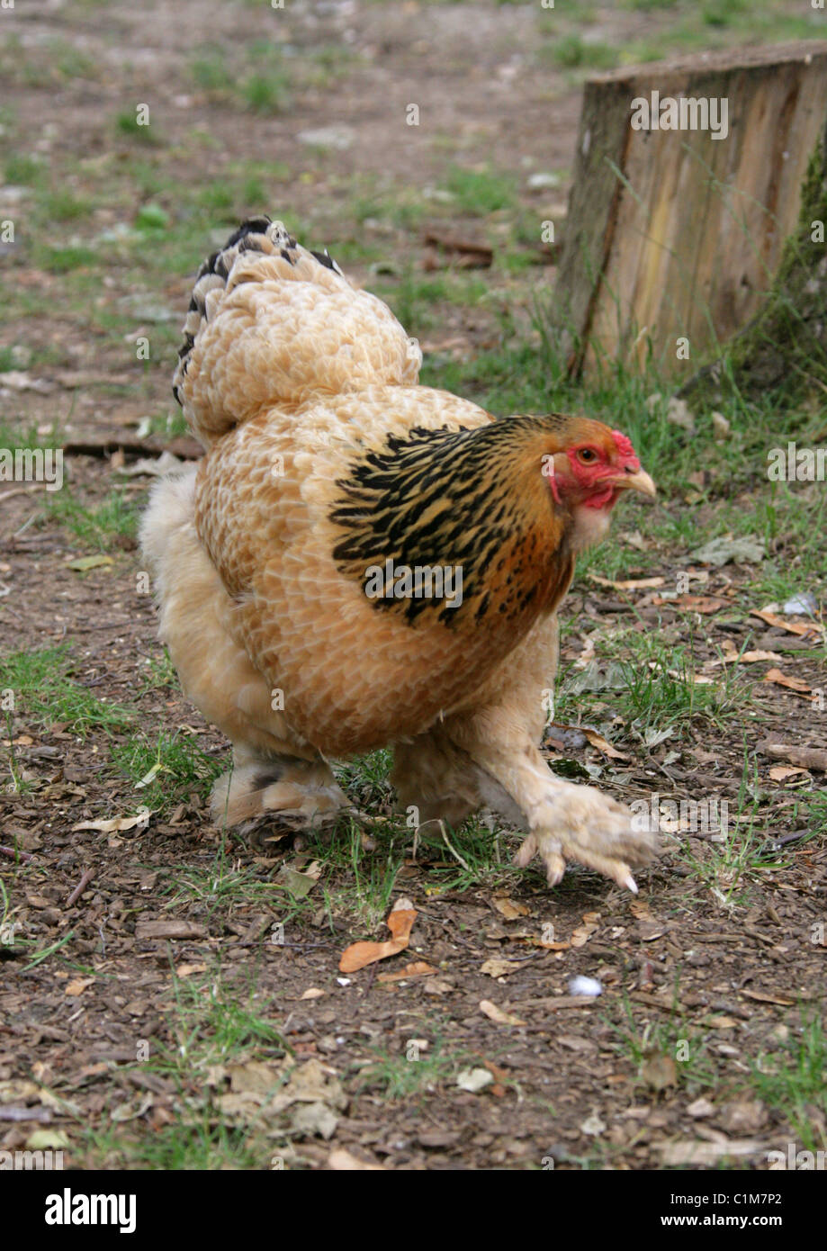 Addomesticazione pollo gallina " Buff Brahma', Gallus gallus domesticus, Fasianidi, Galliformi. Foto Stock