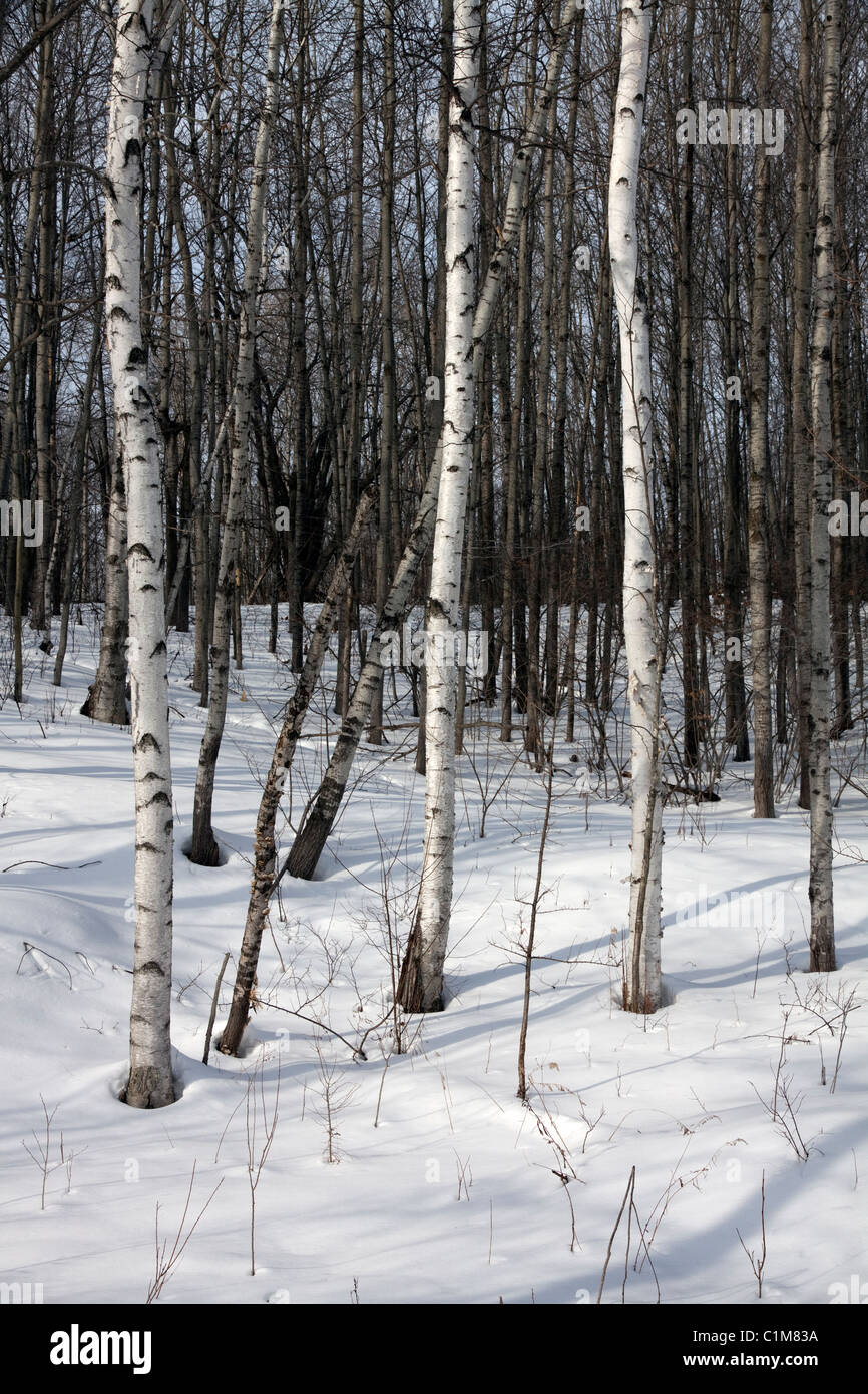 Betulla bianca Betula papyrifera & vacilla Aspen Populus tremuloides forest tardo inverno N Michigan STATI UNITI Foto Stock