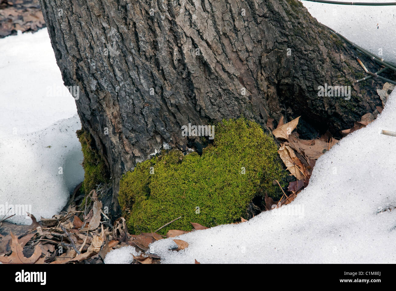Tappeto Moss crescente sulla base del tronco di albero deciduo orientale orientale Foresta di Stati Uniti Foto Stock