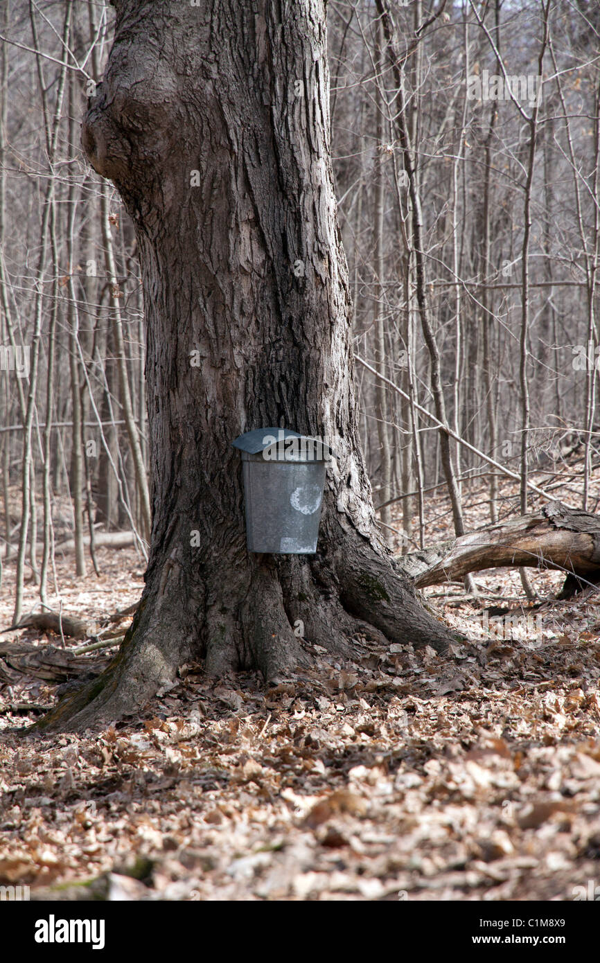 Raccolta o raccolta di sap da albero di acero di zucchero Acer saccarinum inizio marzo Michigan meridionale Stati Uniti, di James D Coppinger/Dembinsky Photo Assoc Foto Stock