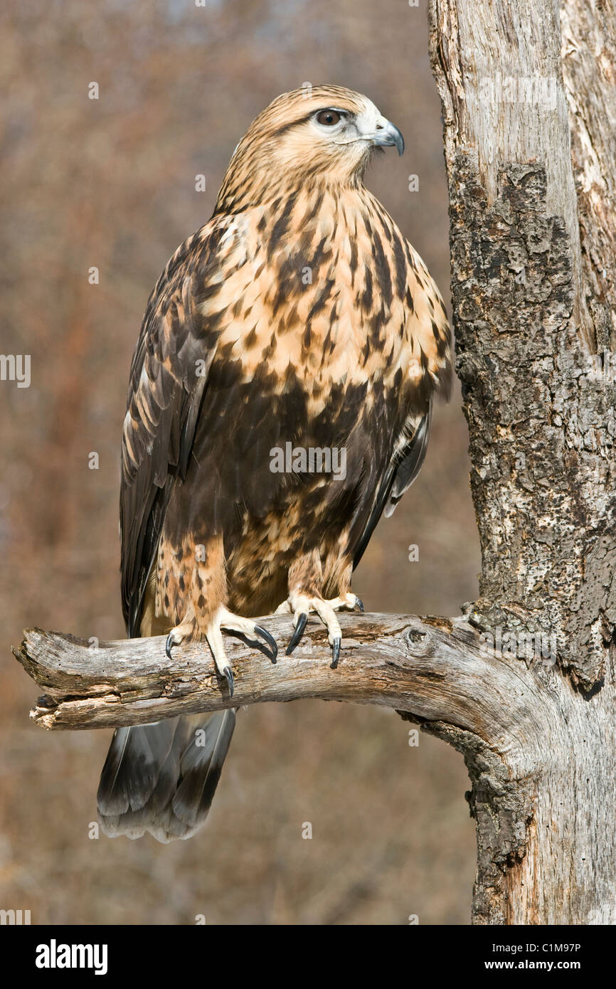 Rough-zampe Hawk o ruvida zampe Poiana Buteo lagopus appollaiato sul lembo di albero America del Nord Foto Stock