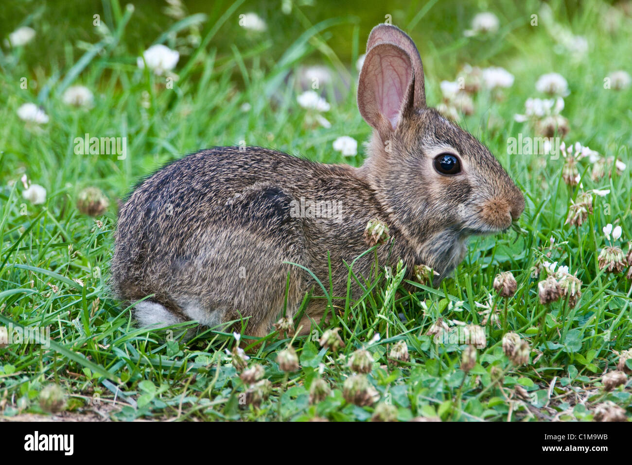 Giovani orientale coniglio silvilago (Sylvilagus floridanus) alimentazione sul trifoglio USA orientale Foto Stock