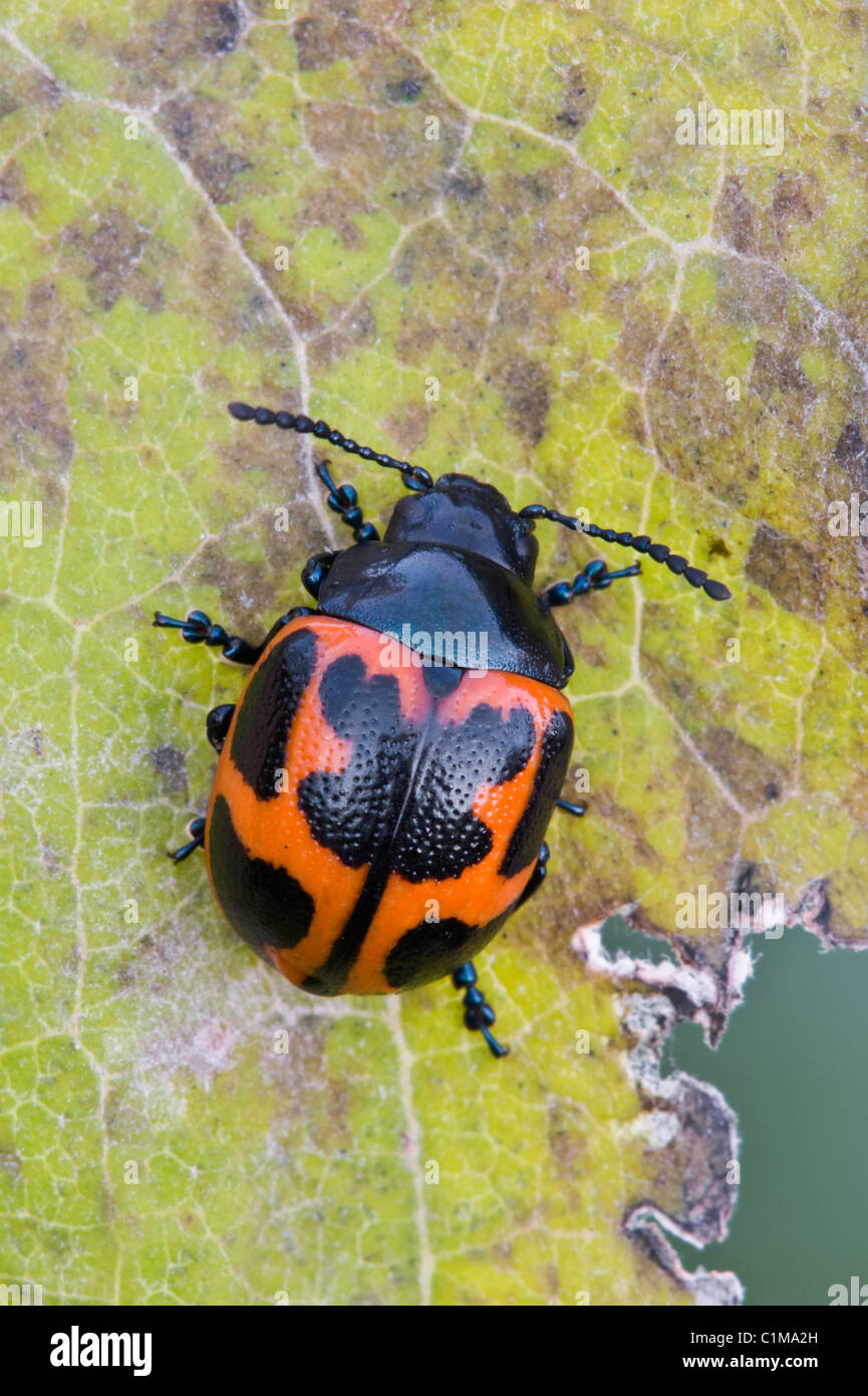 Foglia Milkweed Beetle Labidomera clivicollis su foglie di comune Milkweed Asclepias syriaca USA orientale Foto Stock