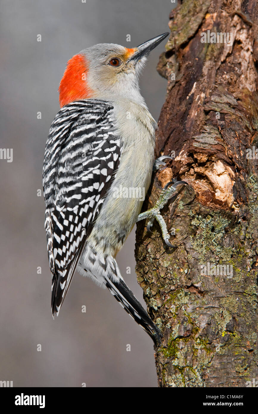 Rosso-Picchio panciuto, maschio Melanerpes carolinus USA orientale Foto Stock