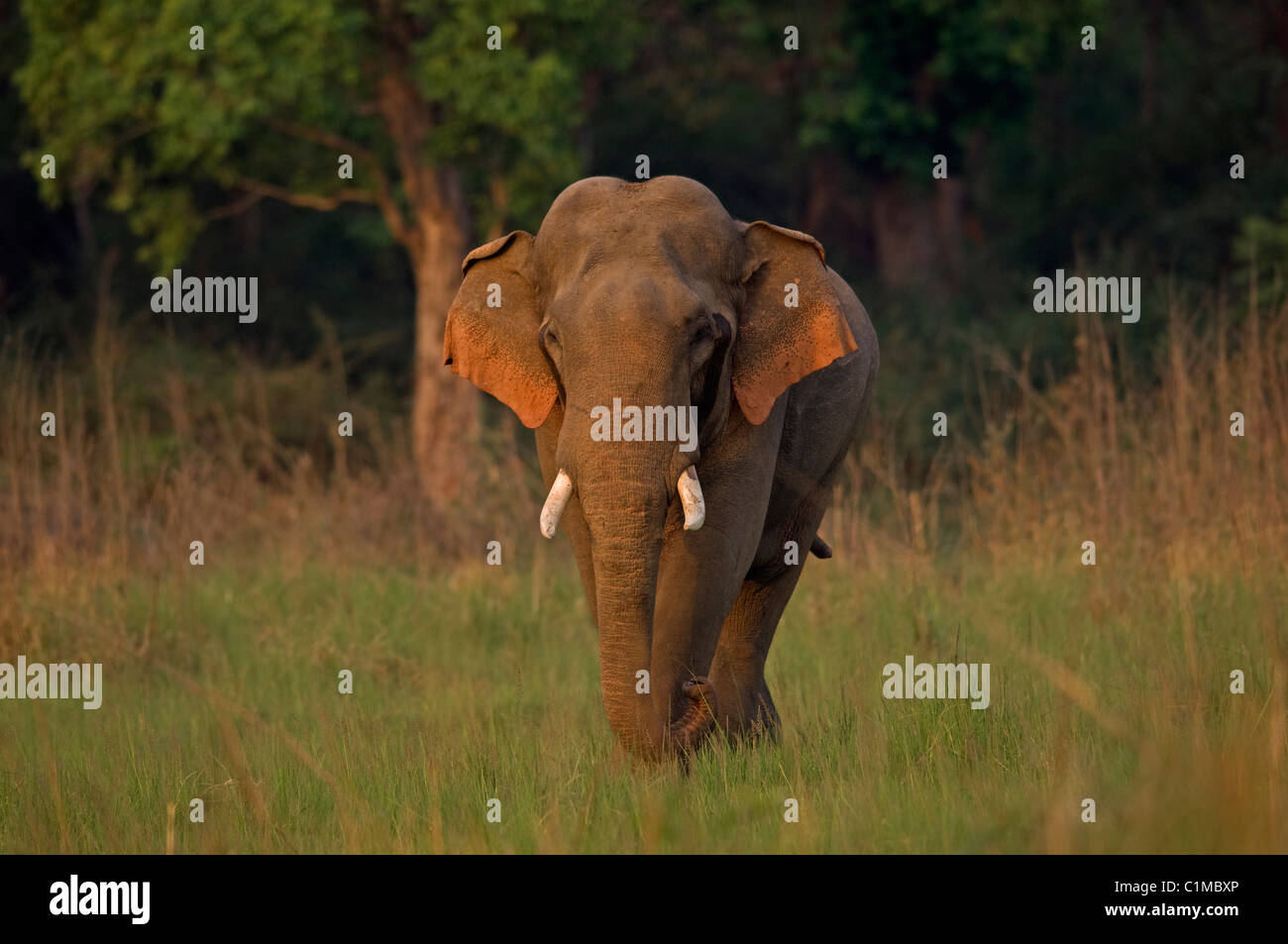 Elefante asiatico Elephas maximus corbett India Foto Stock