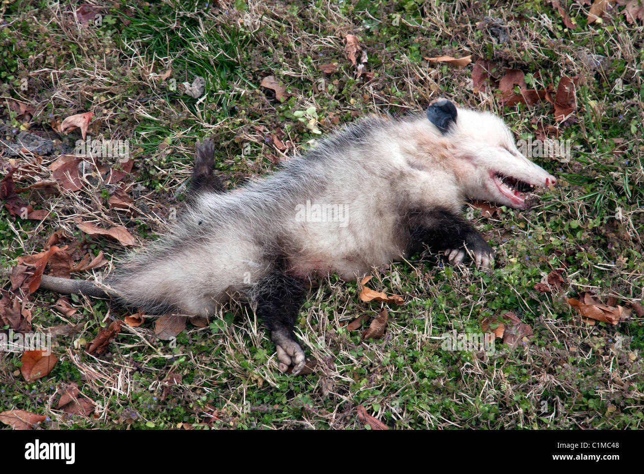 Morti di opossum Didelphis virginiana posa in strada fossato nord America orientale Foto Stock