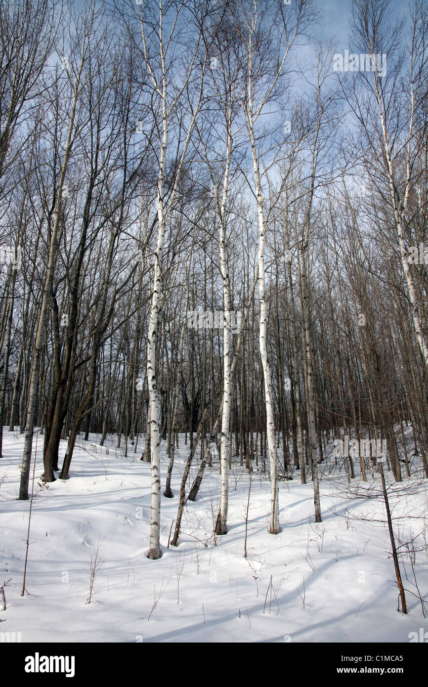 Betulla bianca Betula papyrifera & vacilla Aspen Populus tremuloides forest tardo inverno N Michigan STATI UNITI Foto Stock