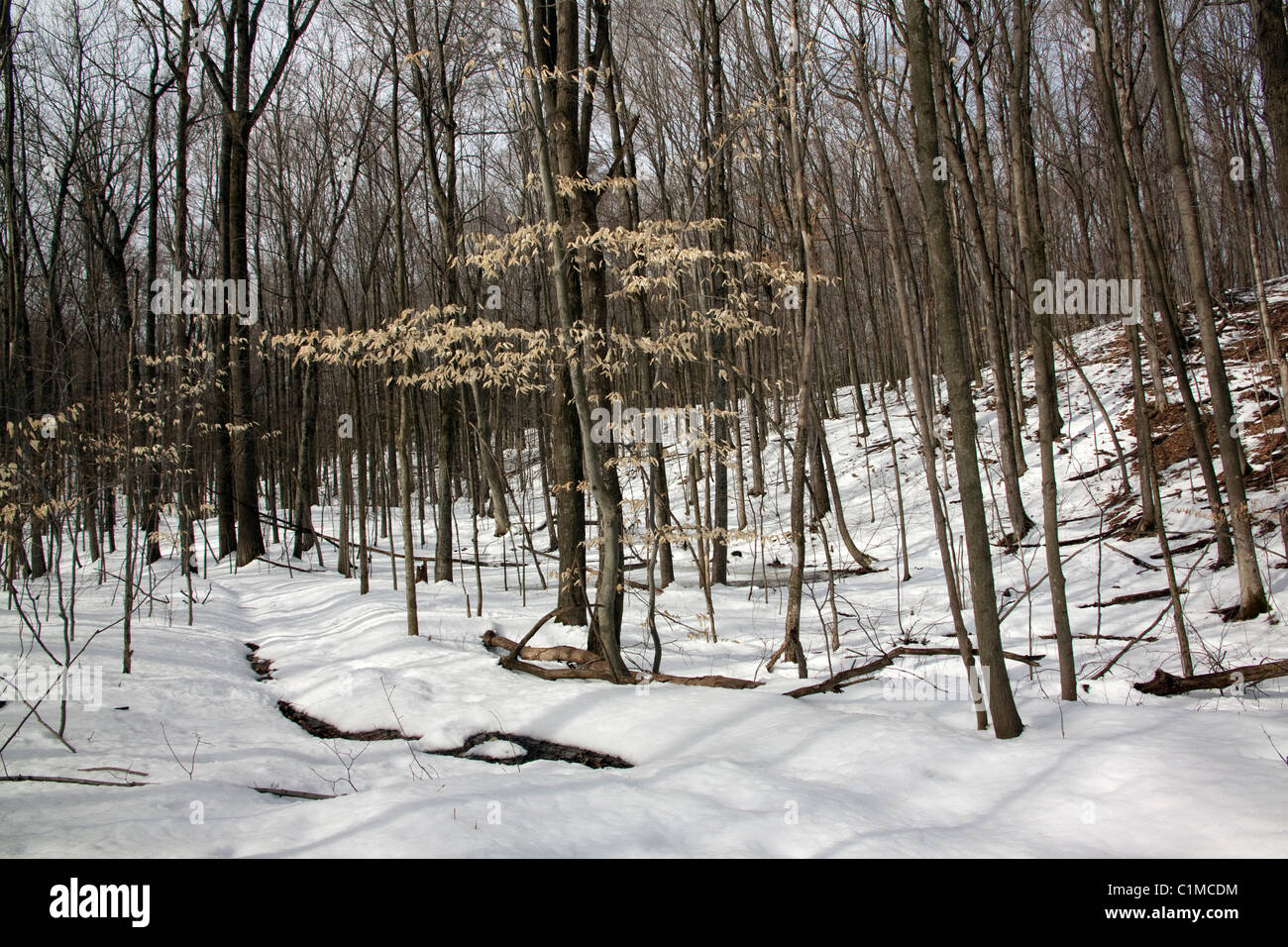 Foresta decidua orientale, fine inverno, e USA, di Carol Dembinsky/Dembinsky Photo Assoc Foto Stock