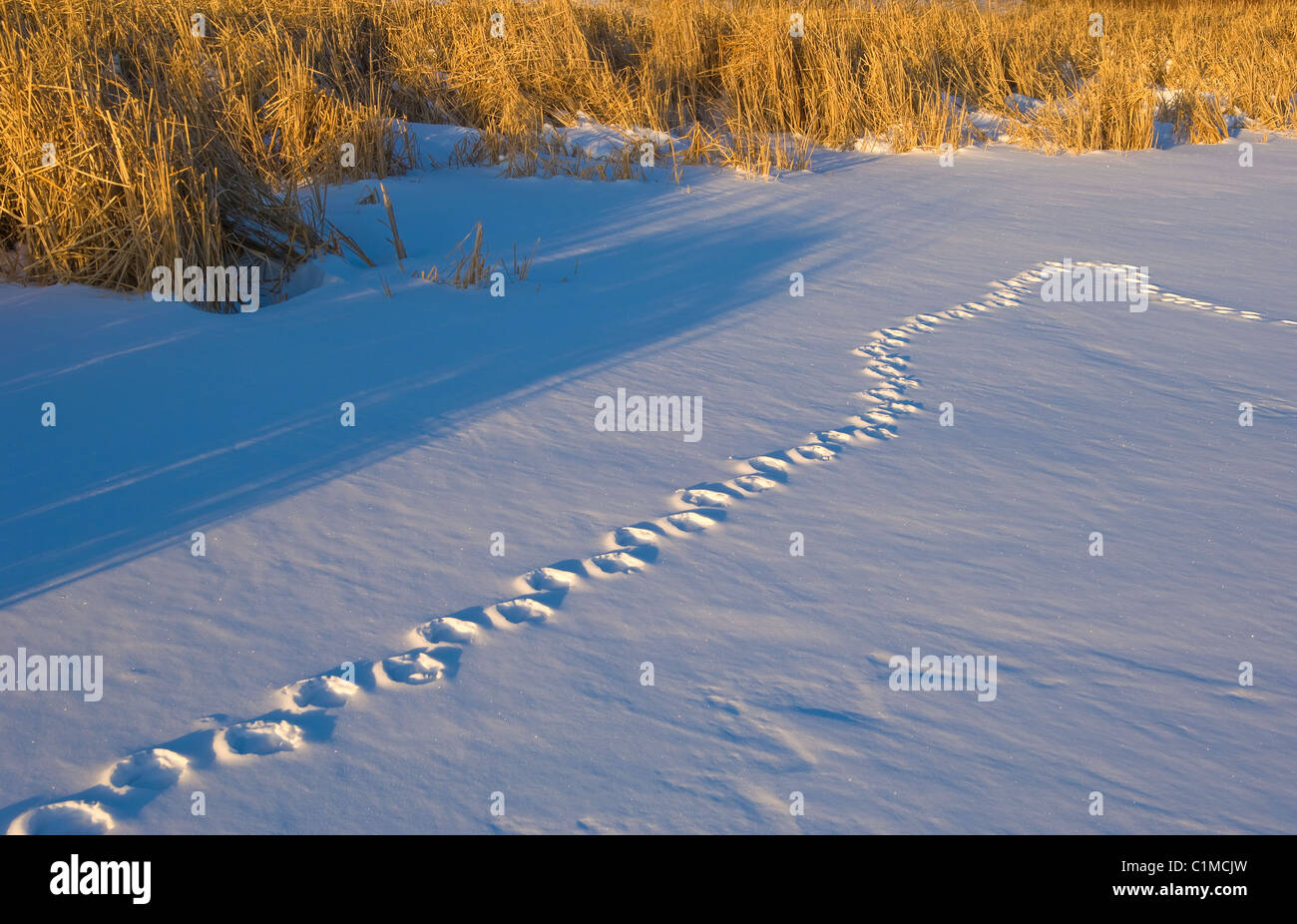 Canada Goose tracce nella neve USA orientale Foto Stock