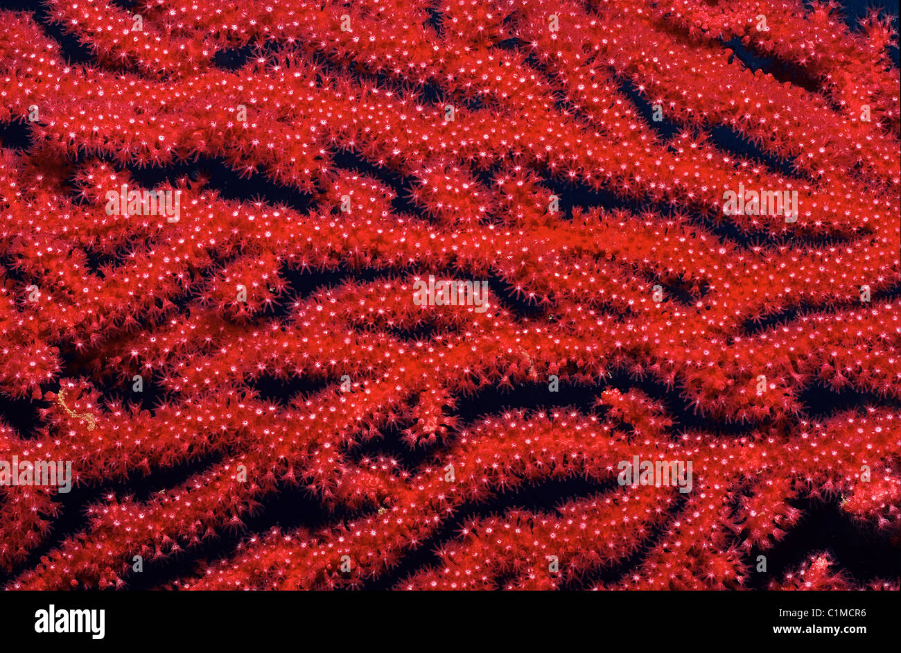 Francia, Corse du Sud, complesse ramificazioni di gorgonie rosse Foto Stock
