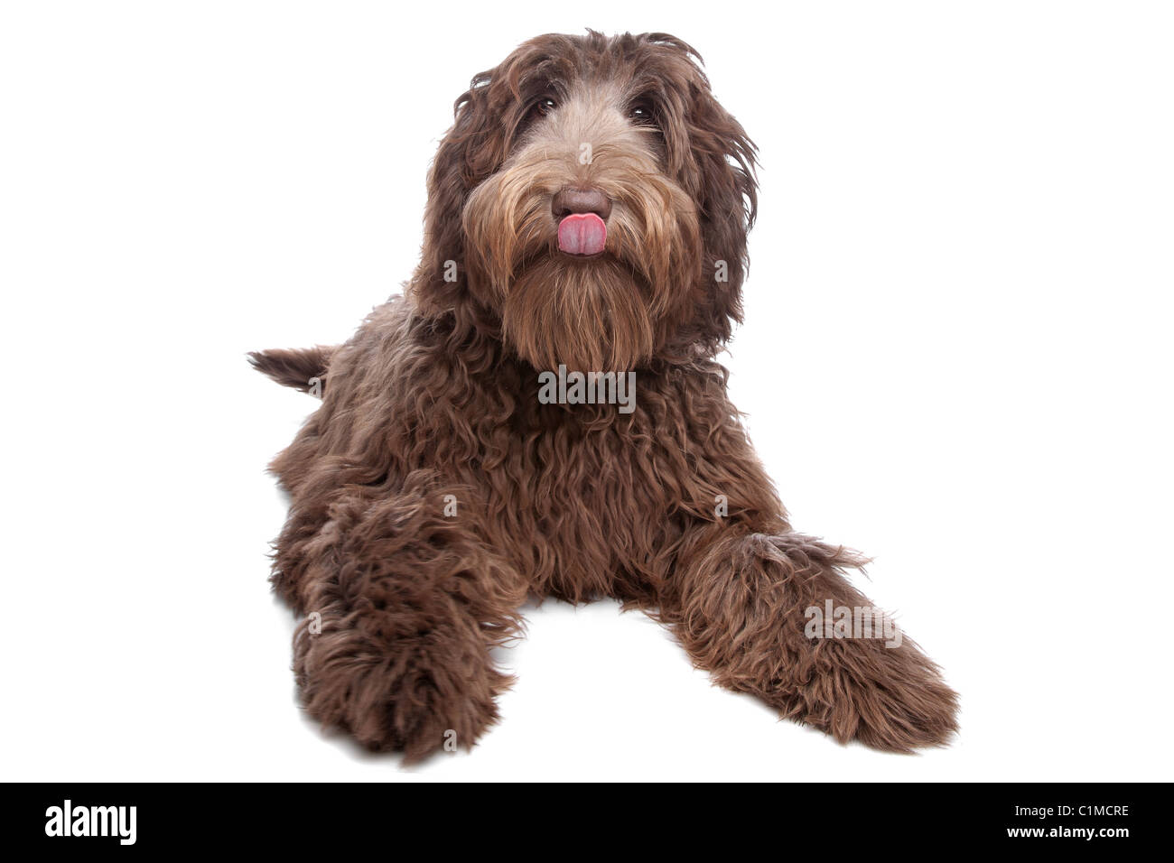 Labradoodle davanti a uno sfondo bianco Foto Stock