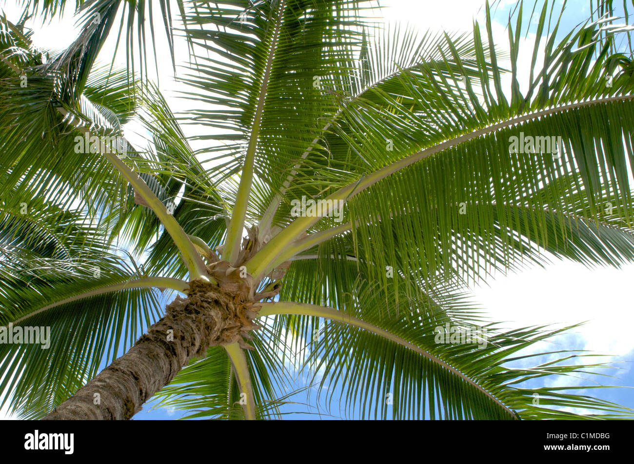 Palm tree tettuccio Foto Stock
