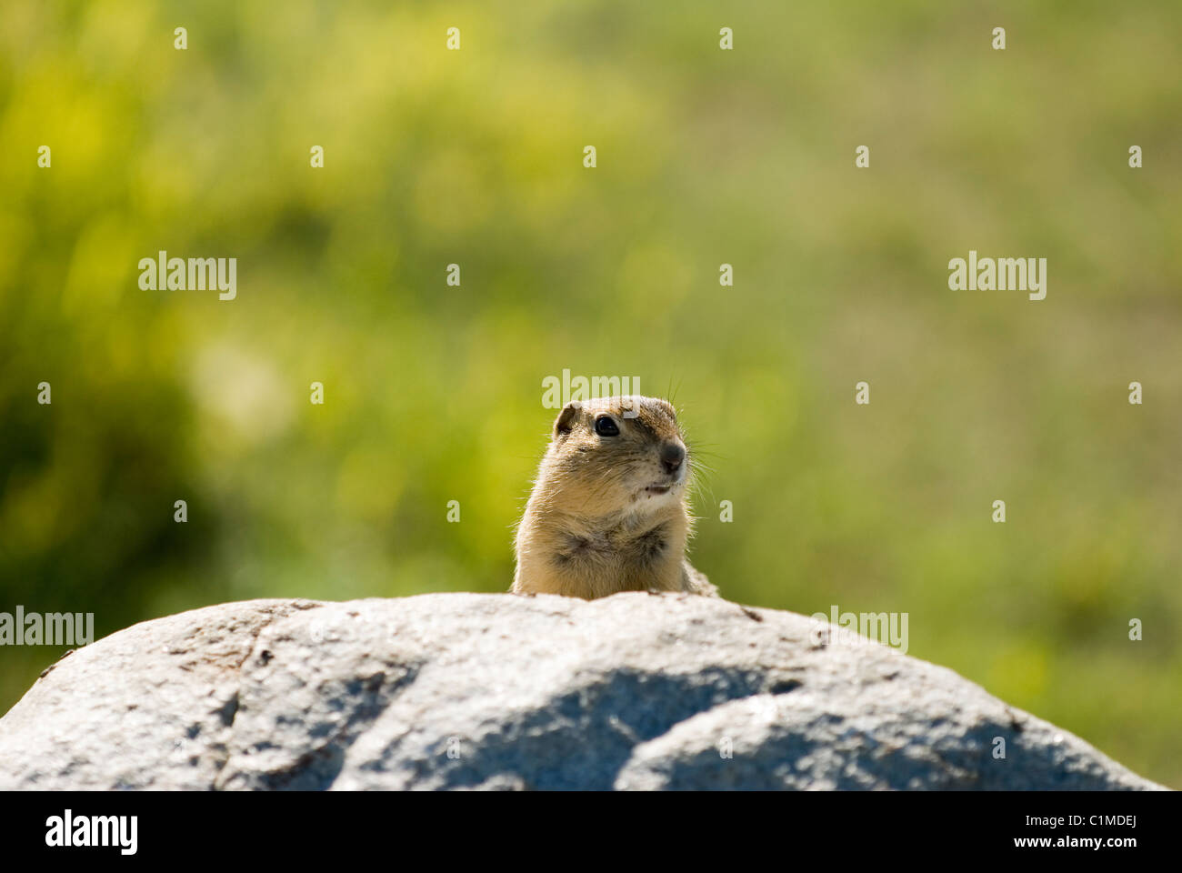 Gopher guardando sopra una roccia in primavera Foto Stock