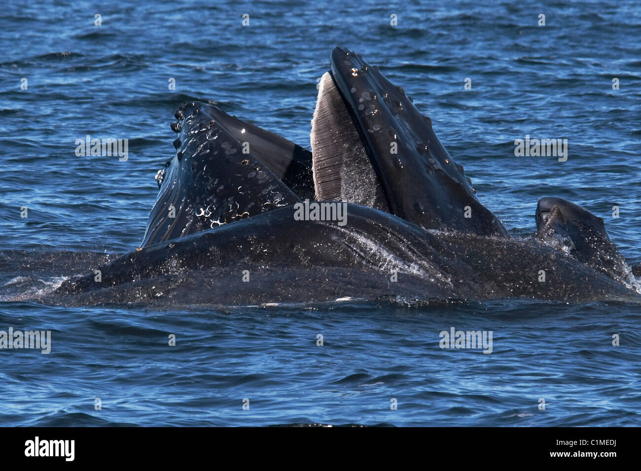 Humpback Whale (Megaptera novaeangliae) lunge-alimentando il krill. Monterey, California, Oceano Pacifico. Foto Stock
