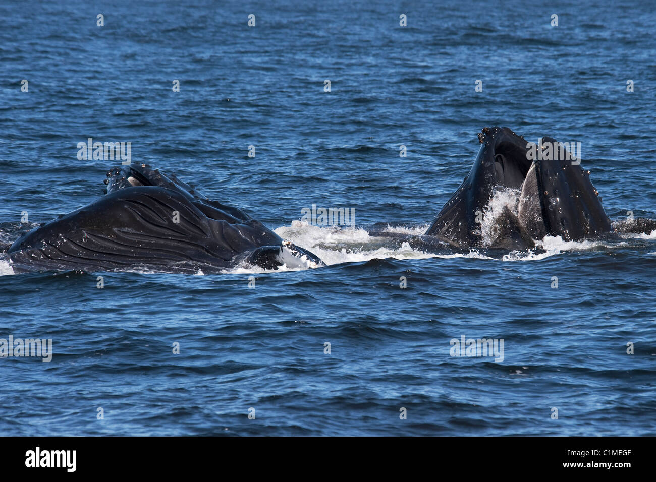 Tre Balene Humpback (Megaptera novaeangliae) lunge-alimentando il krill. Monterey, California, Oceano Pacifico. Foto Stock