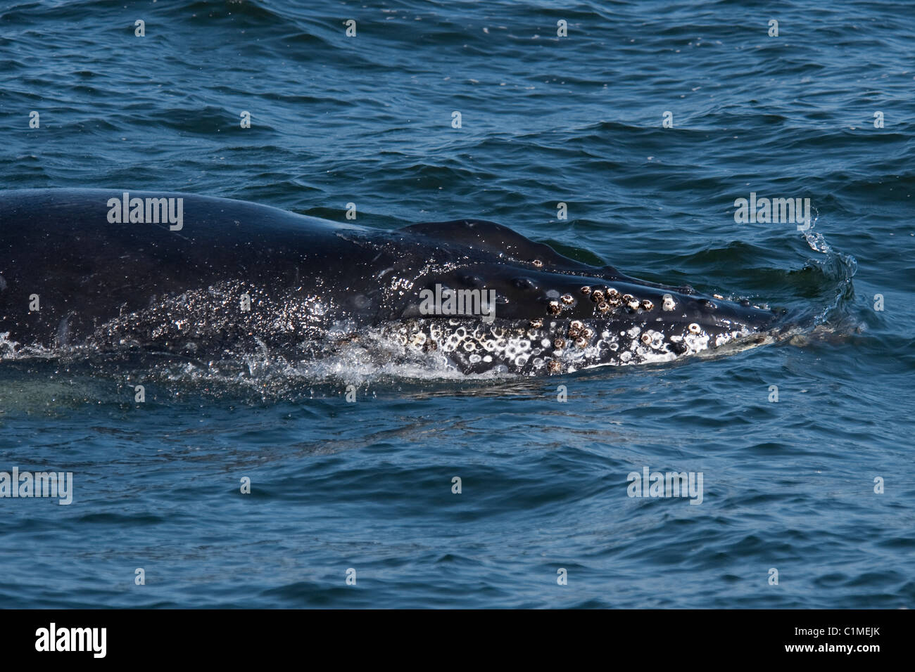 Humpback Whale (Megaptera novaeangliae) di riporto. Monterey, California, Oceano Pacifico. Foto Stock