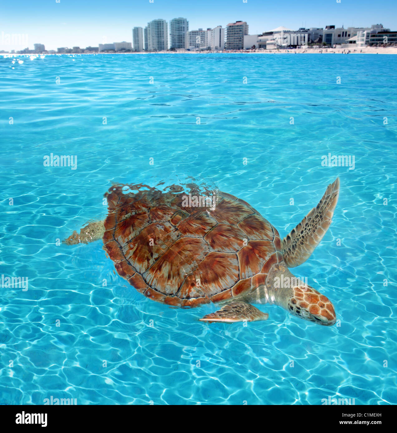 Tartaruga verde mare dei Caraibi superficie Cancun Messico Chelonia Mydas Foto Stock