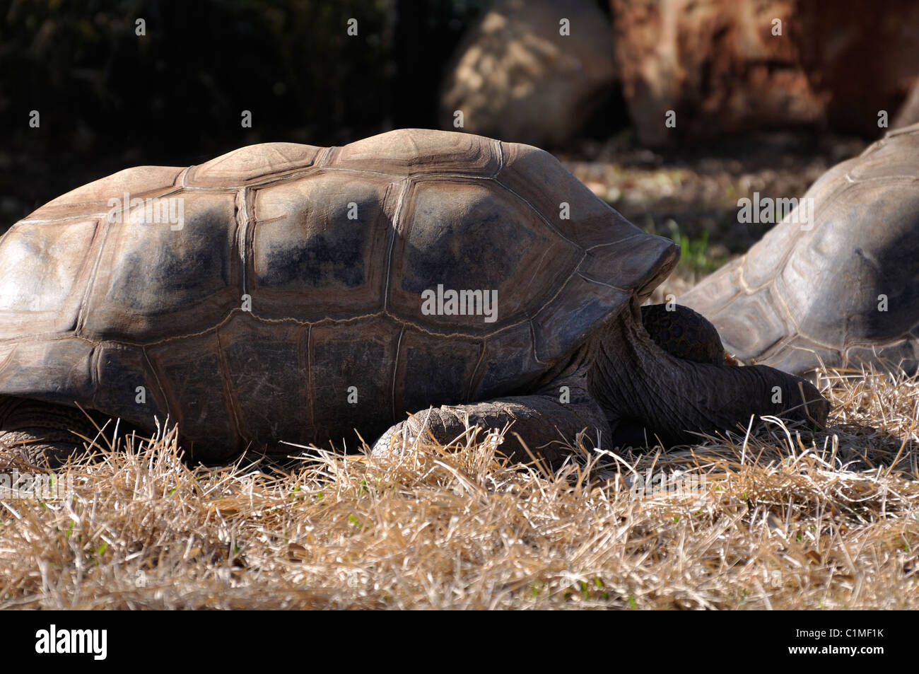 Tartaruga Aldabra Foto Stock