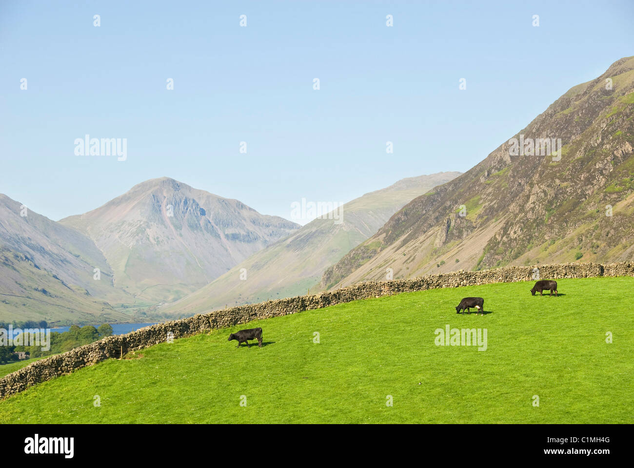 Vacche su un pascolo, muro di pietra, montagne 'grande timpano' e 'i ghiaioni', Wastwater, Wasdale Valley, Cumbria, Lake District, REGNO UNITO Foto Stock