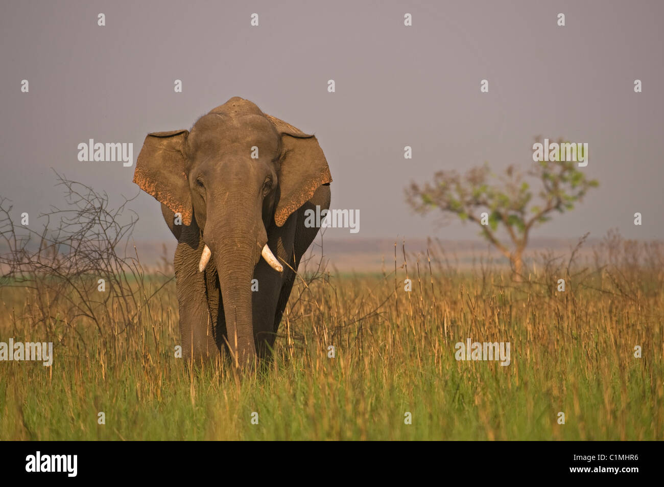 Elefante asiatico Elephas maximus corbett India Foto Stock