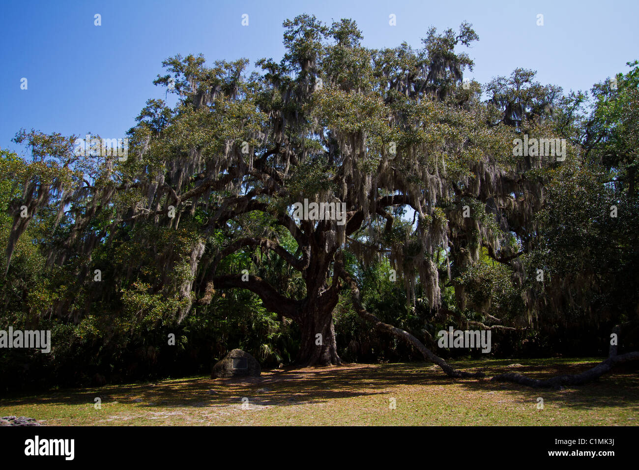 In diverse viste e prospettive del Fairchild quercia in Bulow stato parco Ormond Beach Florida Foto Stock