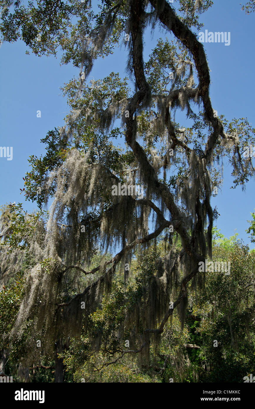 In diverse viste e prospettive del Fairchild quercia in Bulow stato parco Ormond Beach Florida Foto Stock