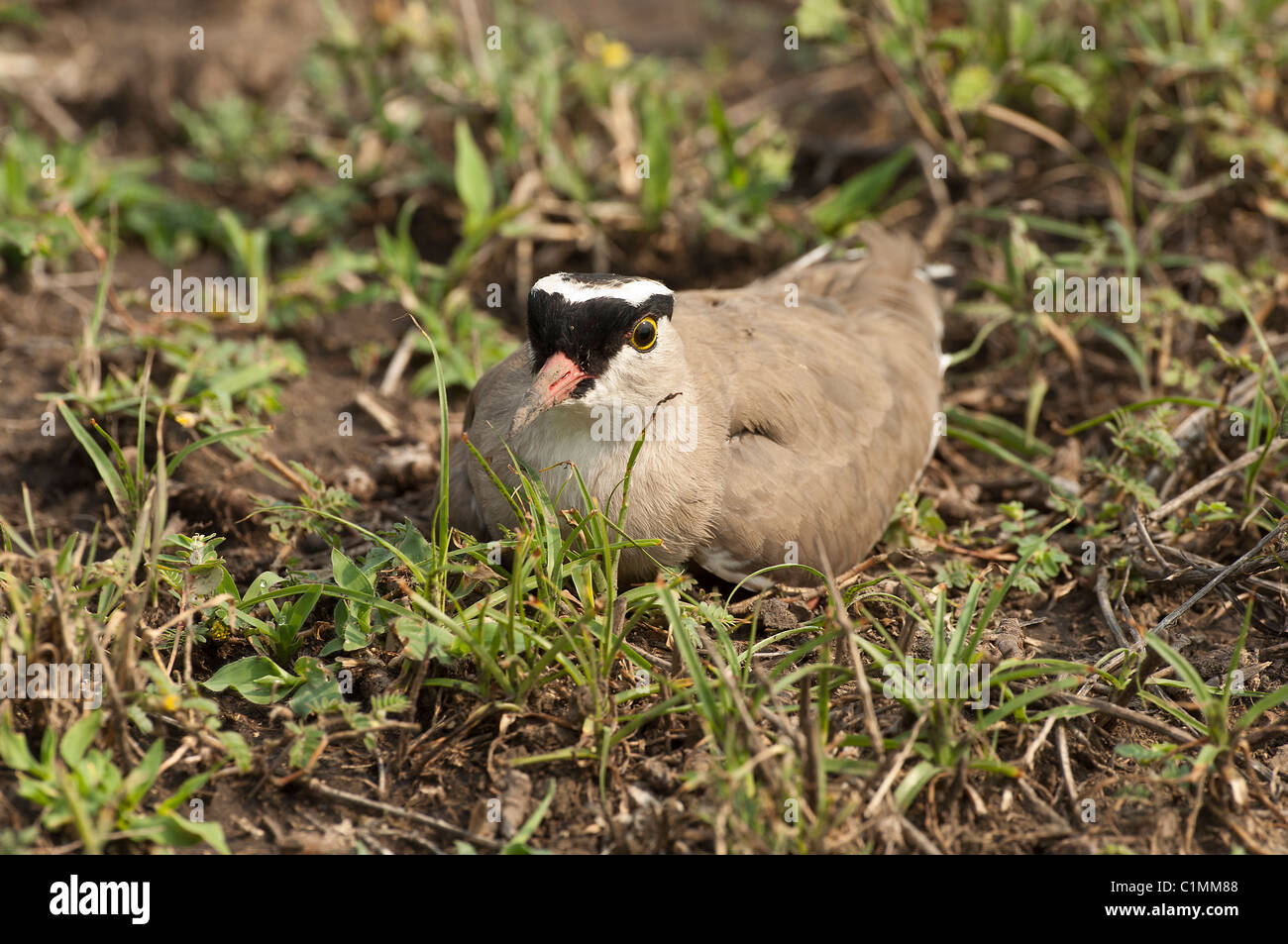 Foto di stock di black-crowned plover sul suo nido. Foto Stock
