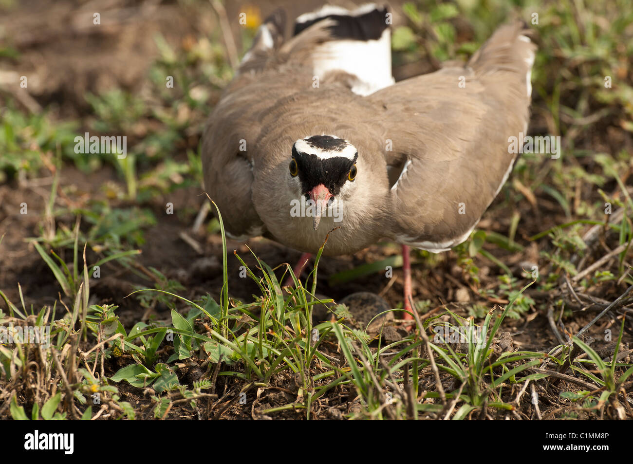 Foto di stock di black-crowned plover sul suo nido. Foto Stock