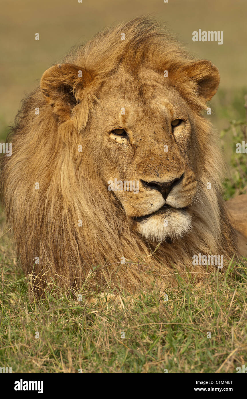 Foto di stock di un grande maschio lion appoggiato nell'erba. Foto Stock