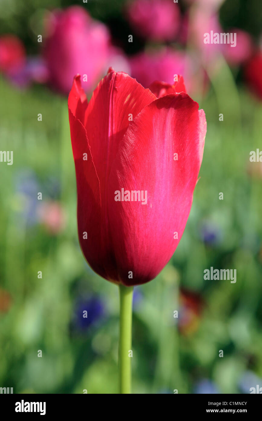 Francia, Parigi, Garnier Opera House Foto Stock
