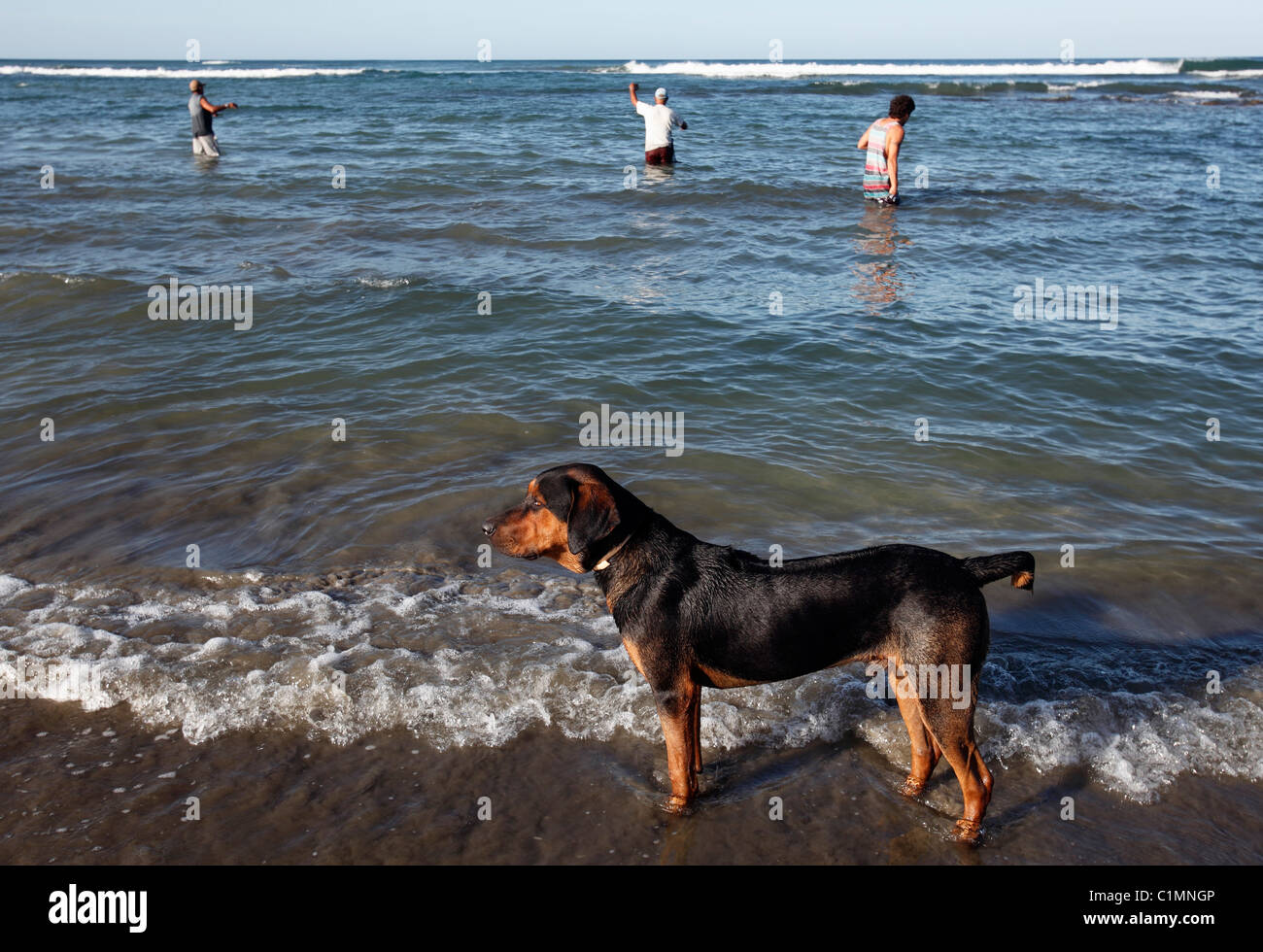 Un cane si trova sulla spiaggia come i pescatori locali gettano le loro linee in mare, Playa Avellanas, Nicoya peninsula, Costa Rica Foto Stock
