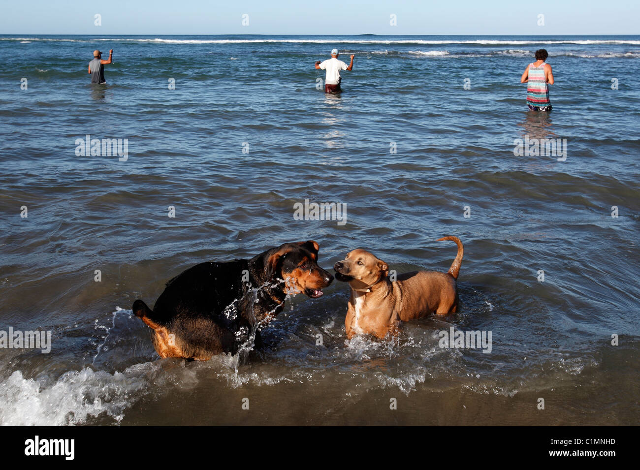 I cani giocare nel surf come i pescatori locali gettano le loro linee in mare, Playa Avellanas, Nicoya peninsula, Costa Rica Foto Stock