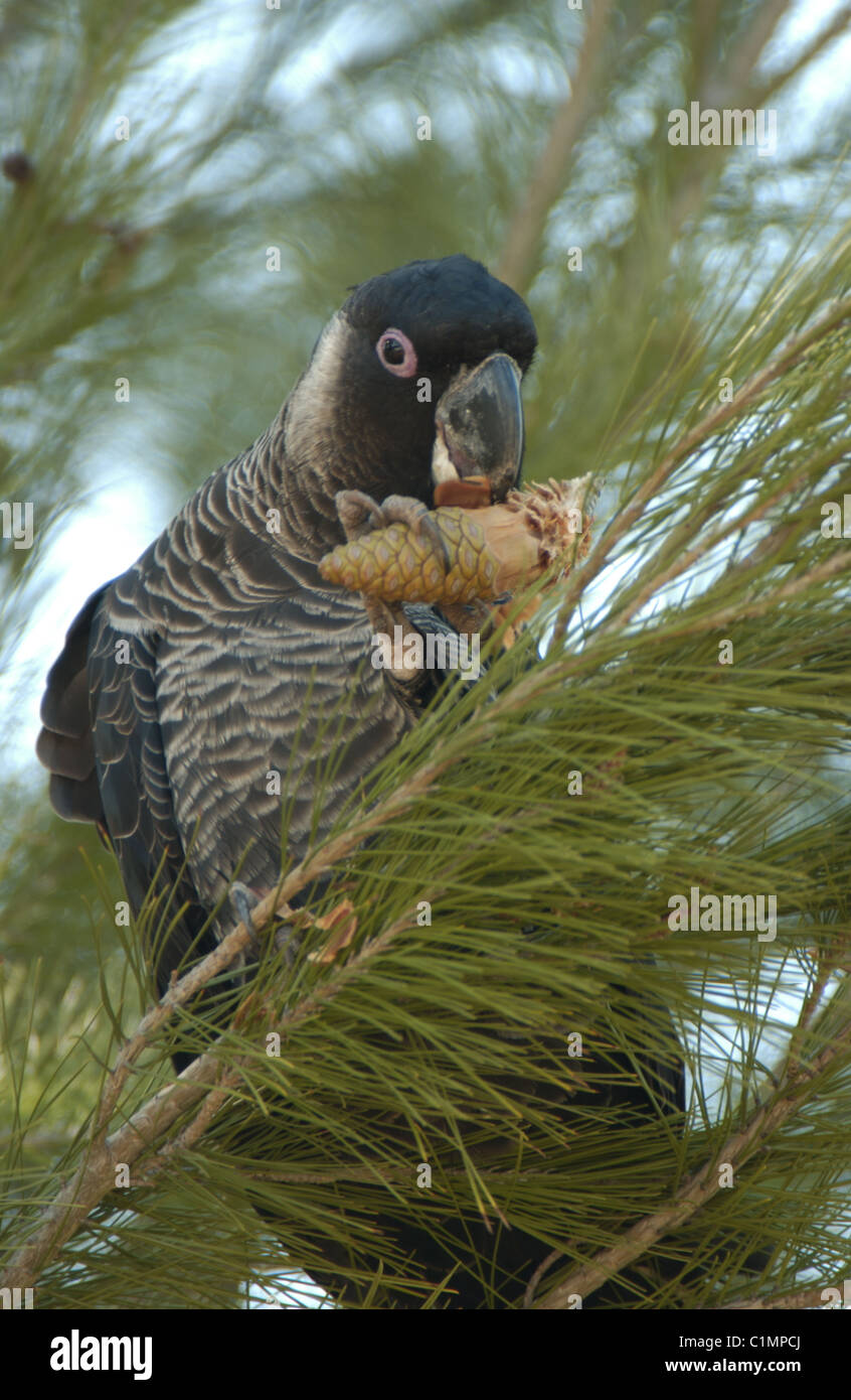 White-tailed Black Cockatoo (Calyptorhynchus baudinii ) beccare a pigna. Foto Stock