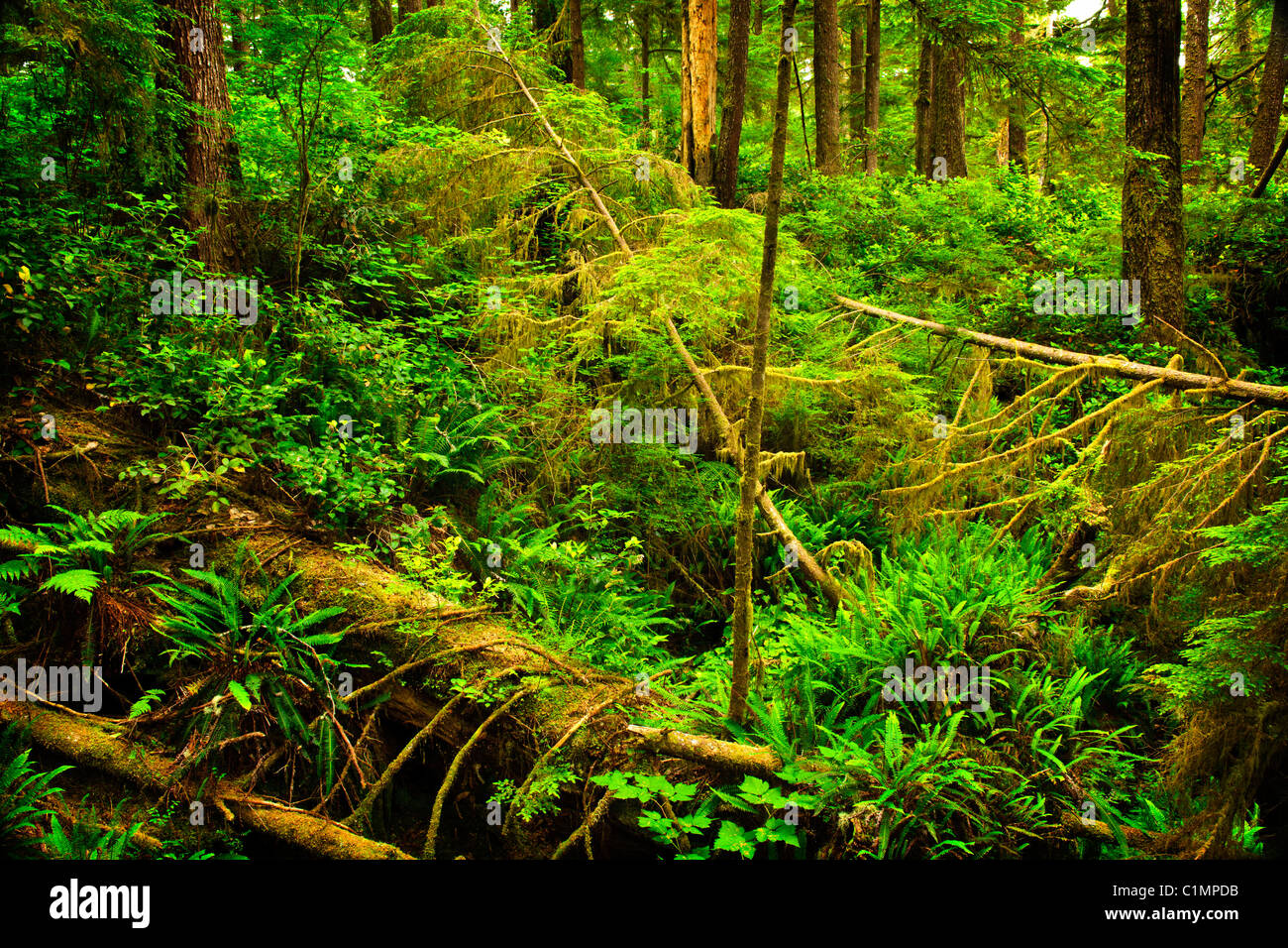 Vegetazione lussureggiante della foresta pluviale temperata. Pacific Rim National Park, della Columbia britannica in Canada Foto Stock