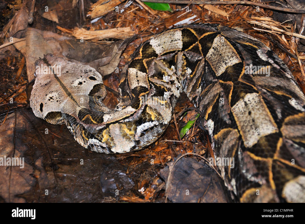 Il Gabon Viper - Bitis gabonica Foto Stock