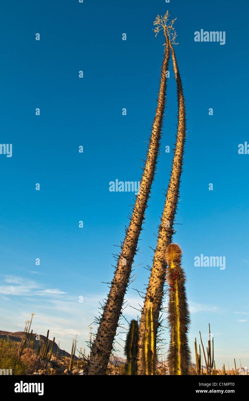 Cirio alberi nel deserto della Baja California, Messico Foto Stock