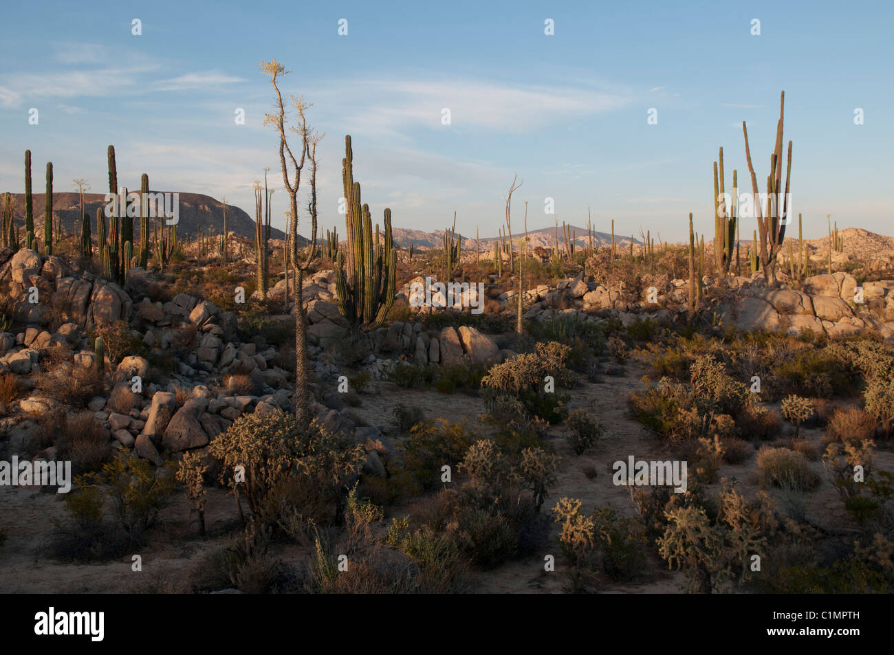 Deserto Sonoran scenario, Baja California, Messico Foto Stock