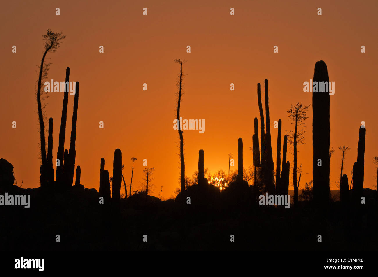 Desert Cactus sagome al tramonto, Baja California, Messico Foto Stock