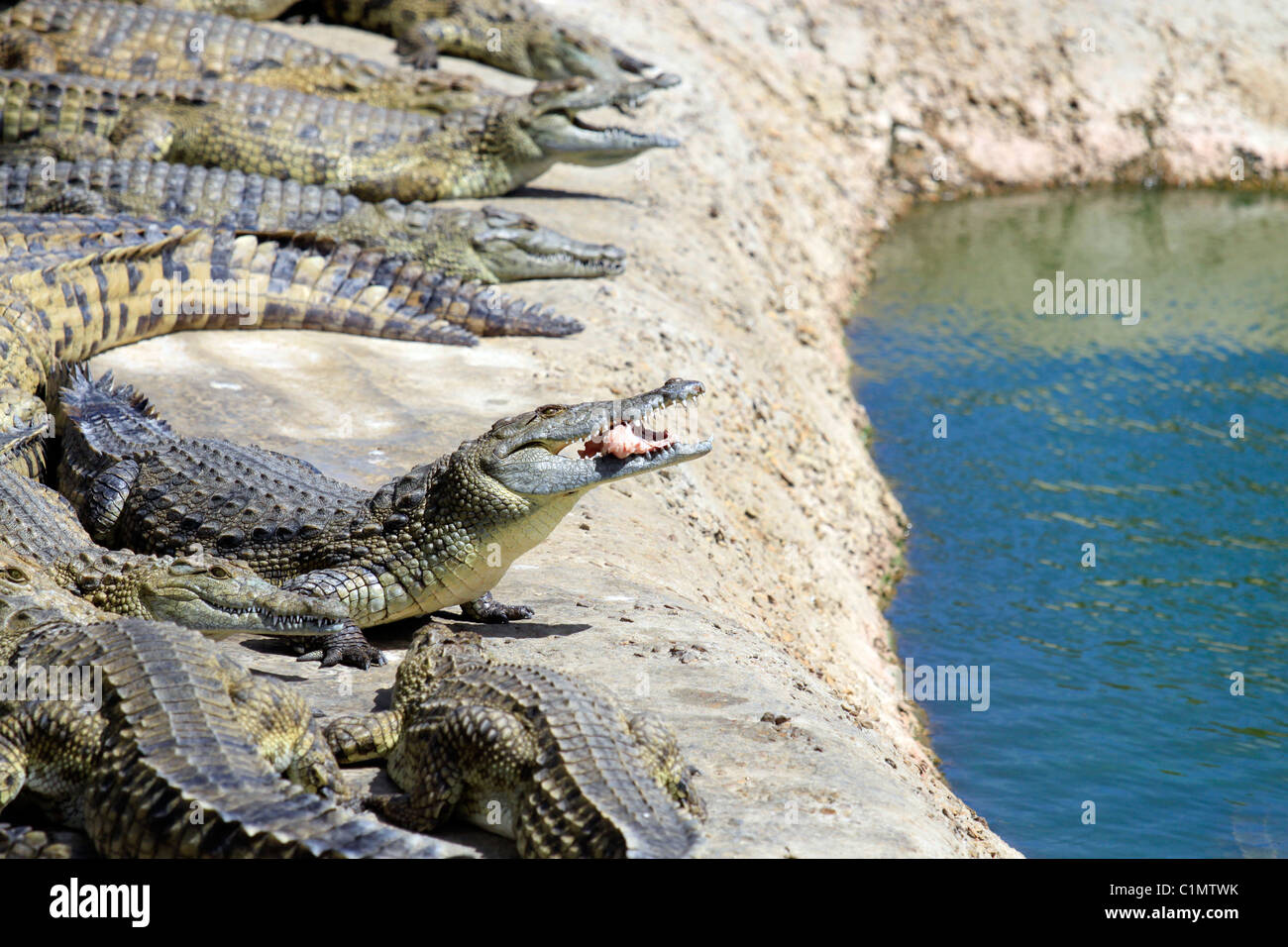 Coccodrilli del Nilo essendo alimentato pollo a Le Bonheur Crocodile Farm vicino a Stellenbosch, Sud Africa.( Crocodylus niloticus) Foto Stock