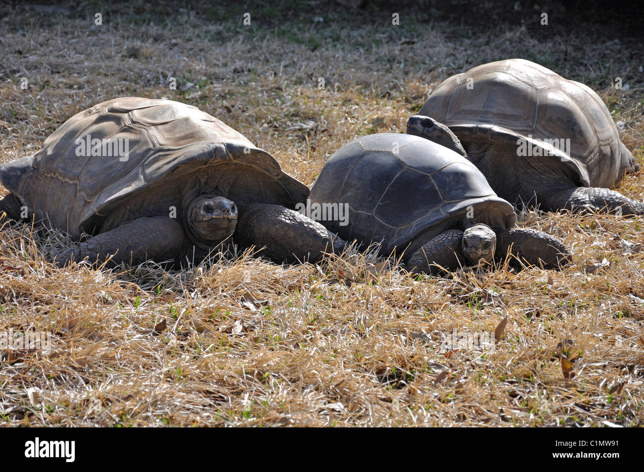 Tartarughe di Aldabra Foto Stock
