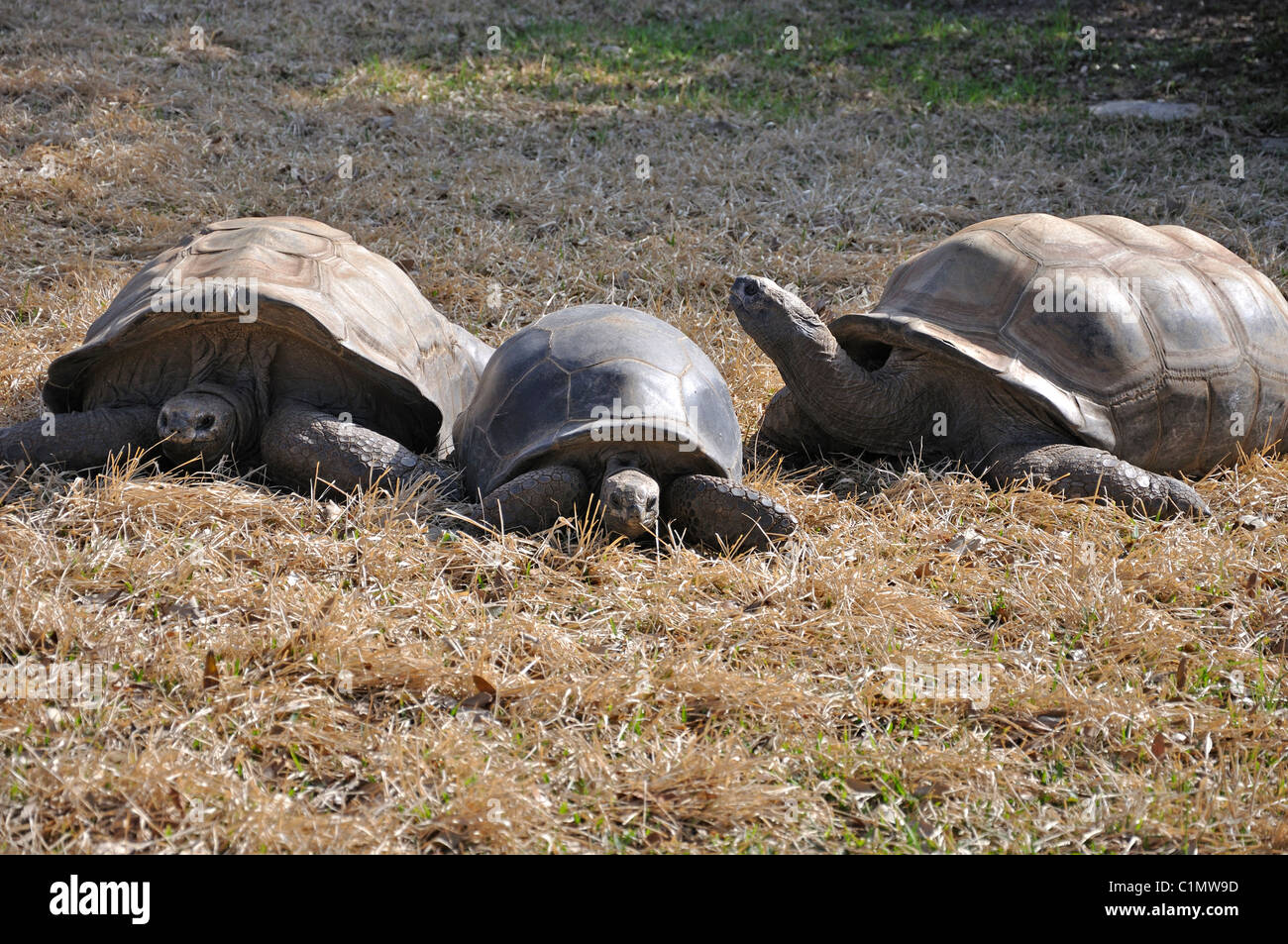Tartarughe di Aldabra Foto Stock