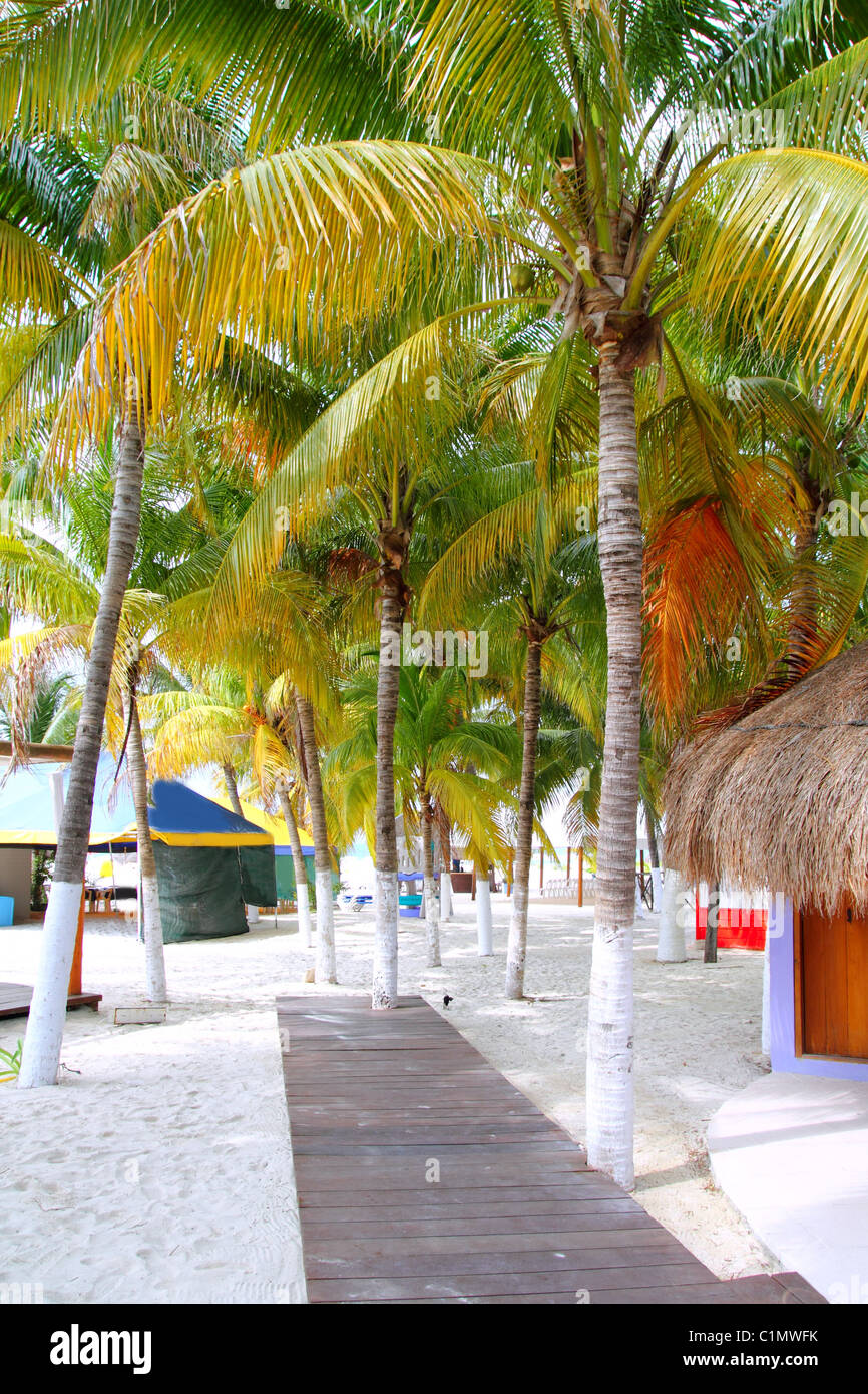 Isla Mujeres Tropical North Beach palme palapas Messico Cancun Foto Stock