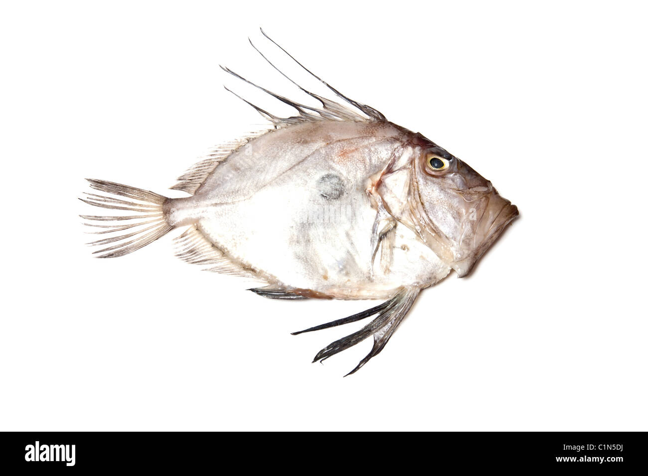 John Dory tutto il pesce di mare isolato su un bianco di sfondo per studio. Foto Stock