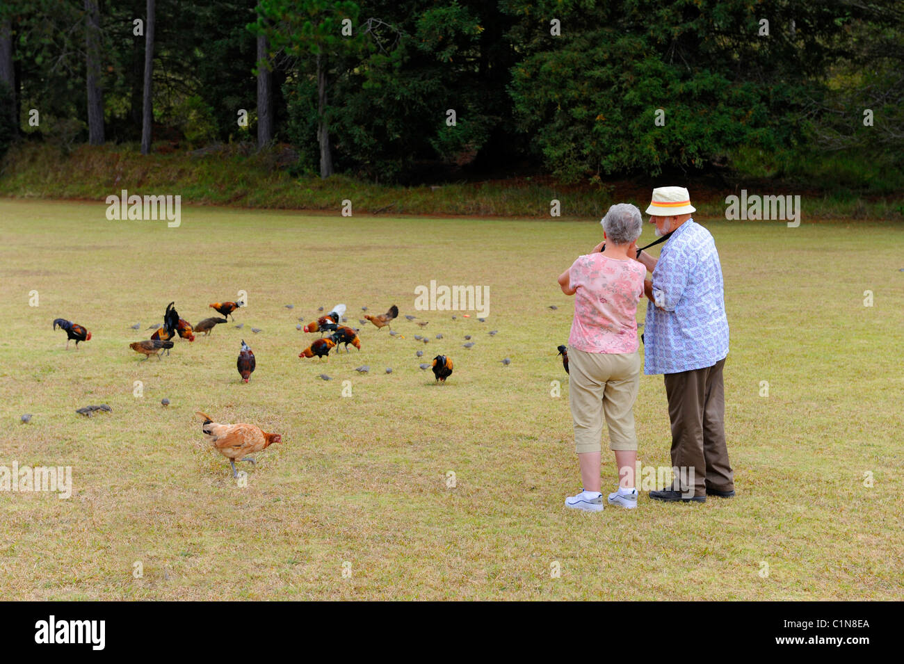 Coppia senior polli feed Kokee State Park Kauai Hawaii Foto Stock