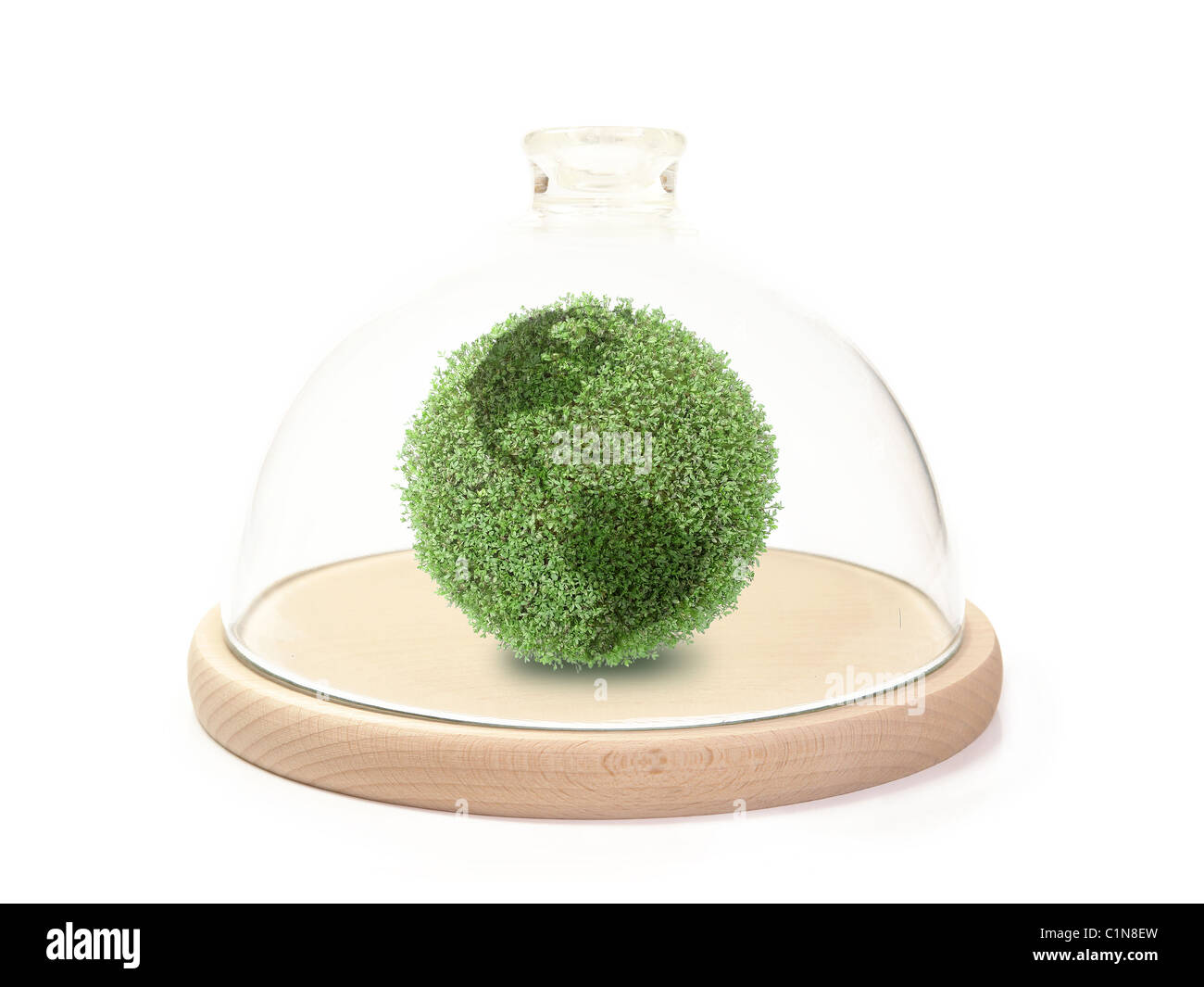 Pianta verde globo sotto la campana di vetro su base di legno su sfondo bianco Foto Stock