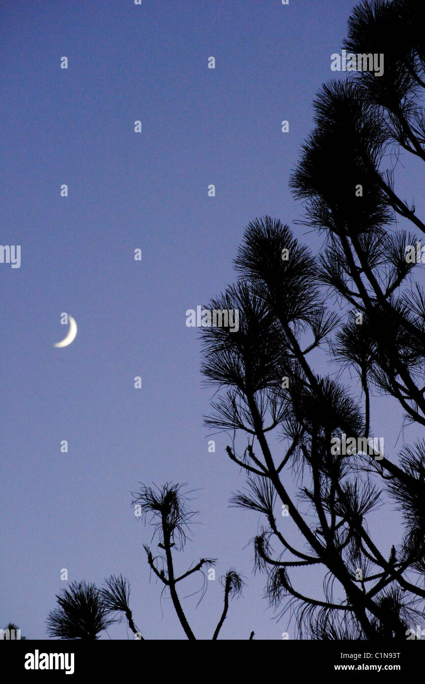 Fotografia di una falce di luna in un cielo blu con pino rami stagliano Foto Stock