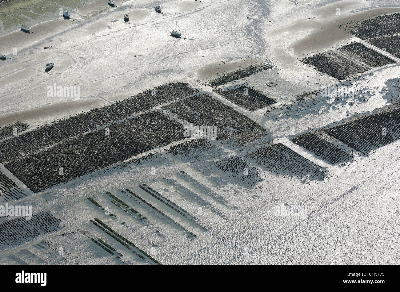Francia, Charente Maritime, Re Isola, marsh di Le Fier d Ars, ostriche (vista aerea) Foto Stock