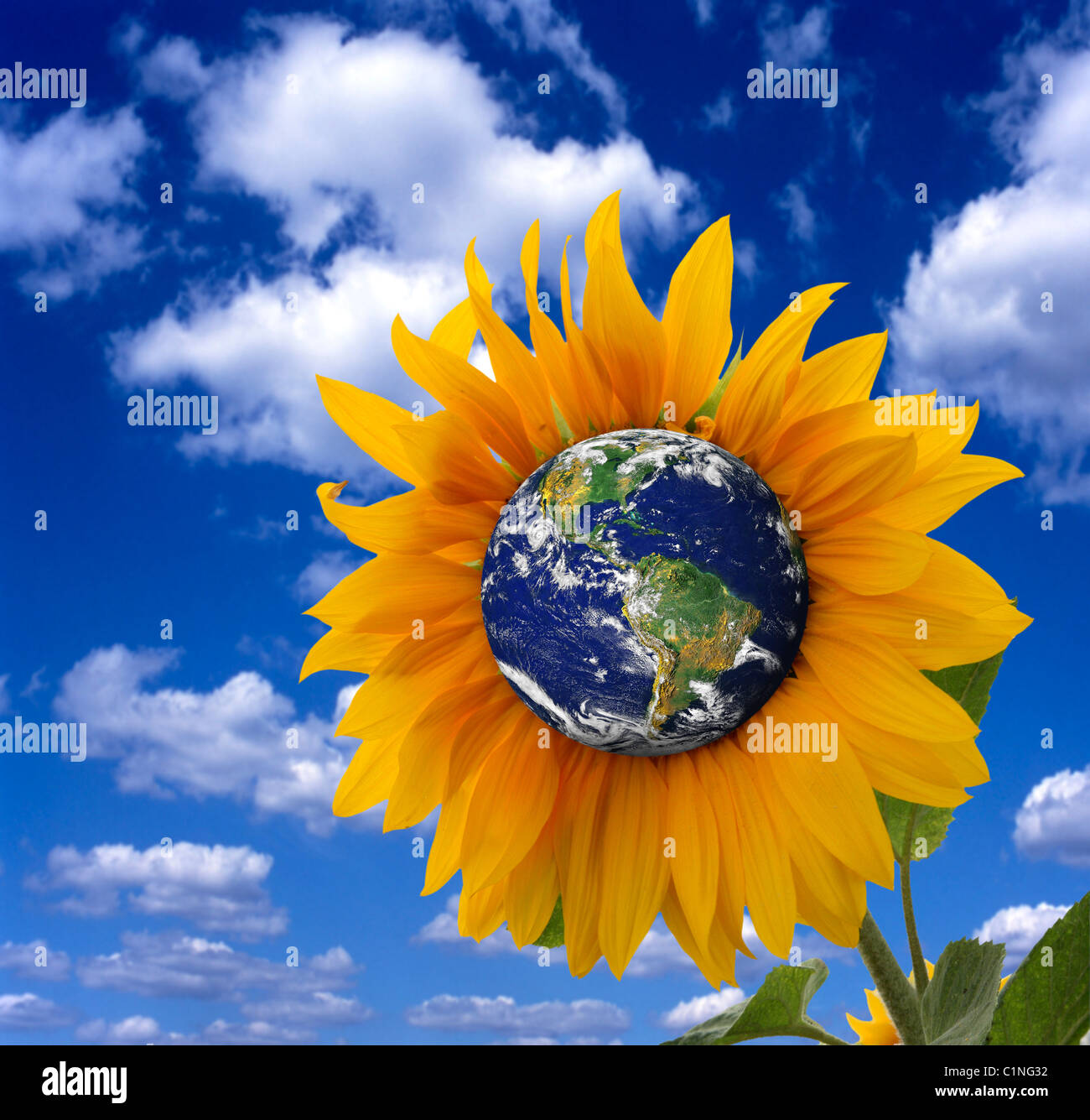 La terra come un girasole, che rappresenta il pianeta come un organismo vivente. Foto Stock