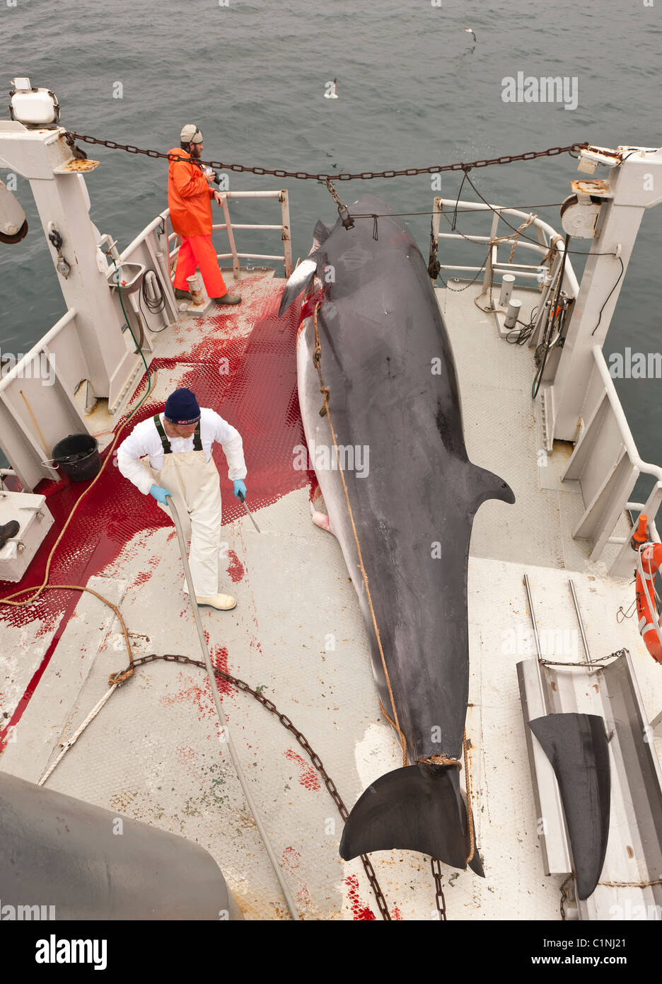 Minke Whale Hunt, Nord Atlantico, Islanda Hrafnreydur KO-1 barca Foto Stock