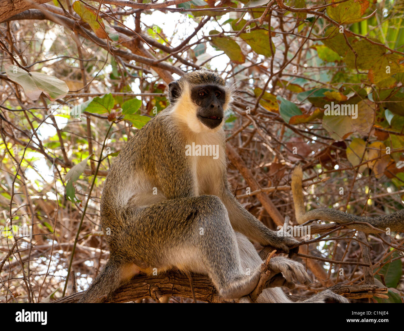 Un velluto verde scimmie nel Santuario di scimmia, Senagambia, Gambia due, velluto verde, scimmie, Santuario, il Gambia Foto Stock